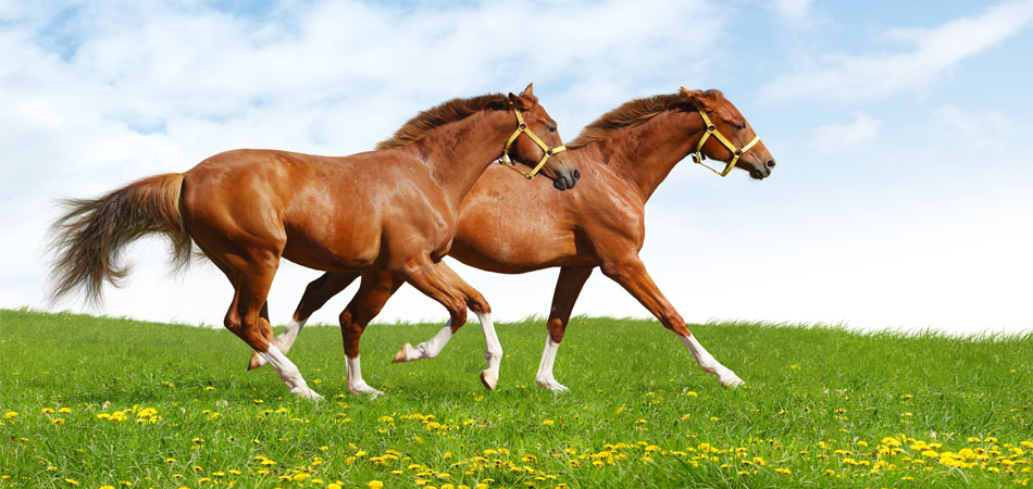 cavallo e medicine naturali